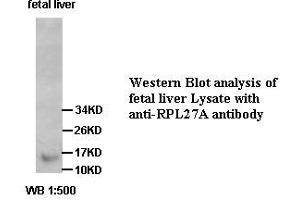 Image no. 1 for anti-Ribosomal Protein L27a (RPL27A) antibody (ABIN791233) (RPL27A antibody)