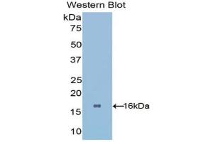 Western blot analysis of the recombinant protein. (PHPT1 antibody  (AA 1-125))