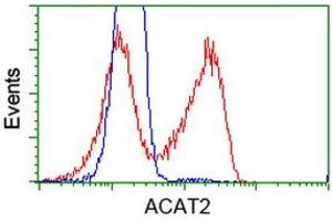 Image no. 3 for anti-Acetyl-CoA Acetyltransferase 2 (ACAT2) antibody (ABIN1496405) (ACAT2 antibody)