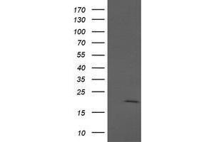 Image no. 1 for anti-Anaphase Promoting Complex Subunit 11 (ANAPC11) antibody (ABIN1496631) (ANAPC11 antibody)