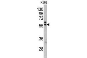 Western blot analysis of MAPE antibody (C-term) in K562 cell line lysates (35ug/lane).