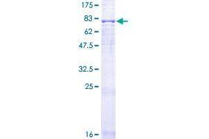 FZR1 Protein (AA 1-493) (GST tag)