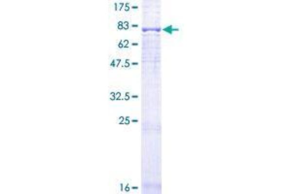 FZR1 Protein (AA 1-493) (GST tag)