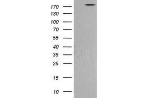 PIK3C2B antibody