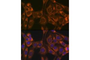Immunofluorescence analysis of NIH-3T3 cells using Thioredoxin 2 (Trx2/TXN2) (Trx2/TXN2) Rabbit mAb (ABIN1679919, ABIN3018909, ABIN3018910 and ABIN7101688) at dilution of 1:100 (40x lens). (TXN2 antibody)