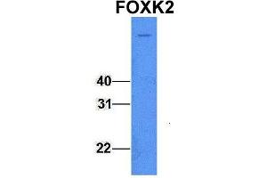 Host:  Rabbit  Target Name:  FOXK2  Sample Type:  721_B  Antibody Dilution:  1. (Forkhead Box K2 antibody  (Middle Region))