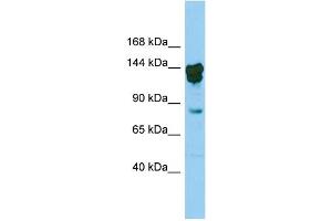 Host:  Rabbit  Target Name:  Cux2  Sample Type:  Mouse Testis lysates  Antibody Dilution:  0.