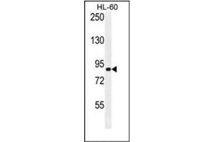 Western blot analysis of DCDC5 Antibody (C-term) in HL-60 cell line lysates (35ug/lane). (DCDC5 antibody  (C-Term))