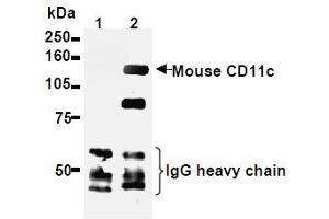 Western Blotting (WB) image for anti-Integrin, alpha X (Complement Component 3 Receptor 4 Subunit) (ITGAX) antibody (ABIN1449276) (CD11c antibody)