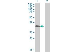 PAGE1 antibody  (AA 1-146)