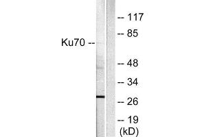 Western Blotting (WB) image for anti-X-Ray Repair Complementing Defective Repair in Chinese Hamster Cells 6 (XRCC6) (C-Term) antibody (ABIN1848653) (XRCC6 antibody  (C-Term))