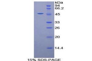 SDS-PAGE (SDS) image for Galactosidase, alpha (GLA) (AA 81-429) protein (His tag,SUMO Tag) (ABIN1099086)