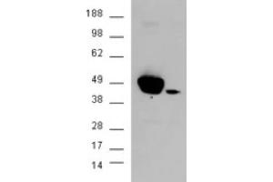 Image no. 2 for anti-Mitogen-Activated Protein Kinase 3 (MAPK3) (N-Term) antibody (ABIN374560) (ERK1 antibody  (N-Term))