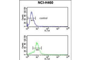 Flow cytometric analysis of NCI-H460 cells (bottom histogram) compared to a negative control cell (top histogram). (MUTYH antibody  (AA 341-367))