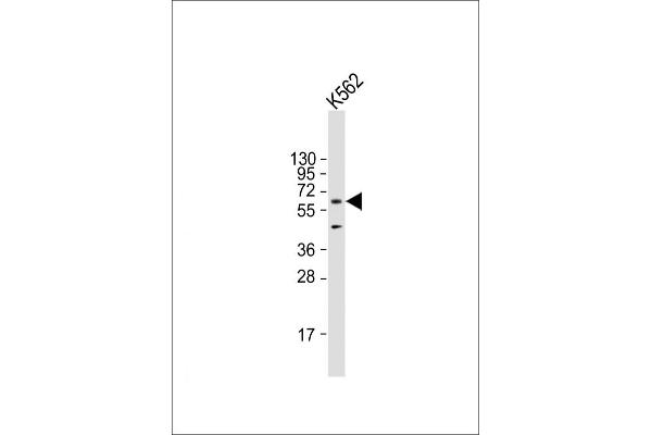 AMPK alpha antibody  (AA 474-502)