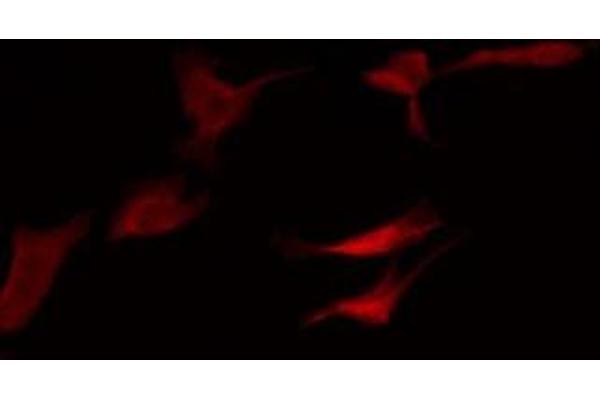 OR52N4 antibody  (C-Term)