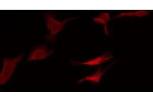 ABIN6276093 staining HeLa by IF/ICC. (OR52N4 antibody  (C-Term))