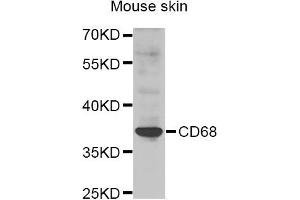 Western blot analysis of extracts of Mouse skin cell line, using CD68 antibody. (CD68 antibody)