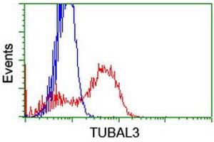 HEK293T cells transfected with either RC216194 overexpress plasmid (Red) or empty vector control plasmid (Blue) were immunostained by anti-TUBAL3 antibody (ABIN2455291), and then analyzed by flow cytometry. (TUBAL3 antibody  (AA 150-446))