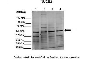 Lanes: Lane 1:541 µg HEK293 lysate  Lane 2: 041 µg MDCK lysate   ane 3: 041 µg NMuMG lysate   ane 4: 041 µg MDAMB231 lysate Primary Antibody Dilution: 1:0000Secondary Antibody: Goat anti-rabbit-Alexa Fluor 680 Secondary Antibody Dilution: 1:00,000  Gene Name: NUCB2 Submitted by: Dr.