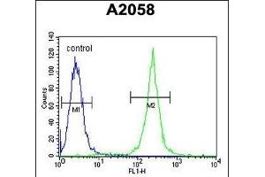 Calponin-3 Antibody (N-term) (ABIN390503 and ABIN2840859) flow cytometric analysis of  cells (right histogram) compared to a negative control cell (left histogram).