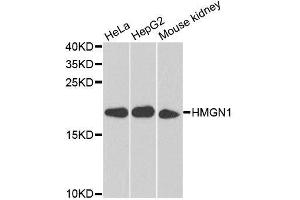 Western blot analysis of extracts of various cell lines, using HMGN1 antibody. (HMGN1 antibody  (AA 1-100))
