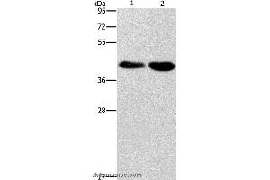 Western blot analysis of Raji and 293T cell, using STK17A  Polyclonal Antibody at dilution of 1:900 (STK17A antibody)