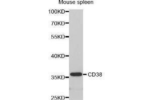 Western Blotting (WB) image for anti-CD38 (AA 1-300) antibody (ABIN6218776) (CD38 antibody  (AA 1-300))