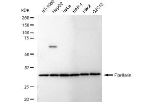 Western blotting analysis using Fibrillarin antibody (ABIN7798599).