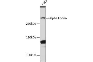 Western blot analysis of extracts of HeLa cells, using Alpha Fodrin Rabbit mAb (ABIN7270518) at 1:1000 dilution. (SPTAN1 antibody)