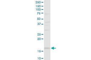 SH2D1B antibody  (AA 1-132)