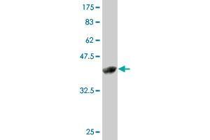 Western Blot detection against Immunogen (42. (ZMAT4 antibody  (AA 1-153))