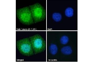 ABIN184922 Immunofluorescence analysis of paraformaldehyde fixed MCF7 cells, permeabilized with 0. (DPF1 antibody  (C-Term))