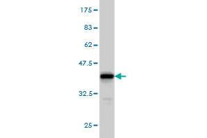 Western Blot detection against Immunogen (36.