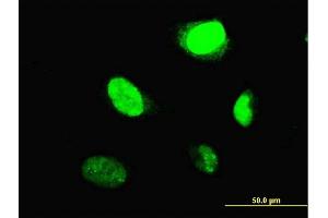 Immunofluorescence (IF) image for anti-V-Myb Myeloblastosis Viral Oncogene Homolog (Avian)-Like 2 (MYBL2) (AA 601-700) antibody (ABIN518123)
