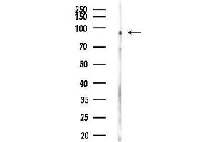 anti-POU Domain, Class 2, Transcription Factor 1 (POU2F1) (N-Term) antibody