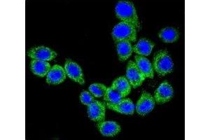 Confocal immunofluorescent analysis of CD46 antibody with HeLa cells followed by Alexa Fluor 488-conjugated goat anti-rabbit lgG (green). (CD46 antibody  (AA 317-343))