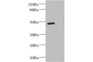 LILRB4 antibody  (AA 22-259)