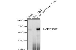 Immunoprecipitation analysis of 300 μg extracts of Jurkat cells using 3 μg CoREST/RCOR1 antibody (ABIN6128626, ABIN6146830, ABIN6146831 and ABIN6216621). (CoREST antibody  (AA 256-485))