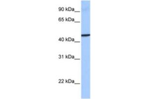 Western Blotting (WB) image for anti-Guanylate Binding Protein 4 (GBP4) antibody (ABIN2463521) (GBP4 antibody)