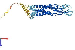 AlphaFold protein structure predicition of Human Recombinant SYPL1 Protein, UniprotID Q16563