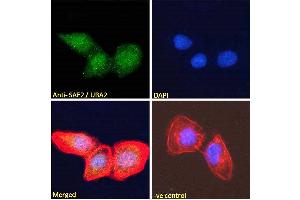 ABIN185083 Immunofluorescence analysis of paraformaldehyde fixed U2OS cells, permeabilized with 0. (UBA2 antibody  (N-Term))