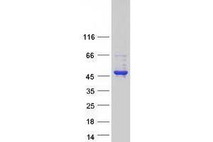 Validation with Western Blot (HSH2D Protein (Myc-DYKDDDDK Tag))