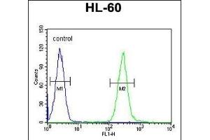 TCL6 Antibody (C-term) (ABIN654803 and ABIN2844478) flow cytometric analysis of HL-60 cells (right histogram) compared to a negative control cell (left histogram). (TCL6 antibody  (C-Term))