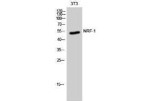 Western Blotting (WB) image for anti-Nuclear Respiratory Factor 1 (NRF1) (Internal Region) antibody (ABIN3185955) (NRF1 antibody  (Internal Region))