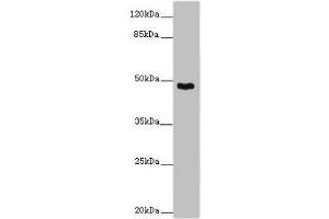 Western blot All lanes: SMOC1 antibody at 14 μg/mL + Mouse skeletal muscle tissue Secondary Goat polyclonal to rabbit IgG at 1/10000 dilution Predicted band size: 48 kDa Observed band size: 48 kDa (SMOC1 antibody  (AA 277-382))