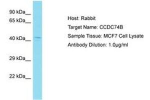 Image no. 1 for anti-Coiled-Coil Domain Containing 74B (CCDC74B) (AA 63-112) antibody (ABIN6750727) (CCDC74B antibody  (AA 63-112))