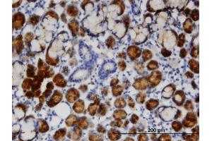 Immunoperoxidase of monoclonal antibody to TCN1 on formalin-fixed paraffin-embedded human salivary gland. (TCN1 antibody  (AA 1-423))