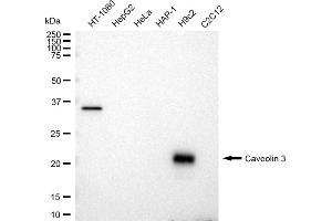 Western blotting analysis using Caveolin 3 antibody (ABIN7797948).