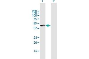 Western Blot analysis of THAP11 expression in transfected 293T cell line by THAP11 MaxPab polyclonal antibody.